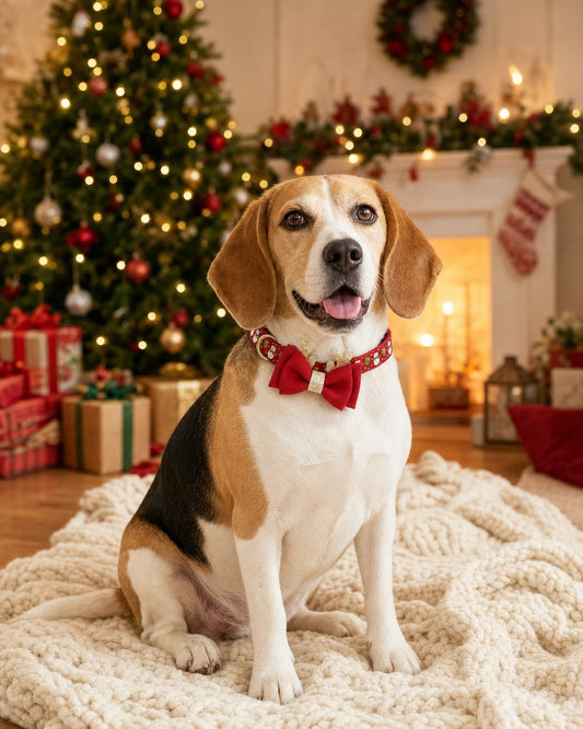 Collar navideño de reno puesto en un beagle